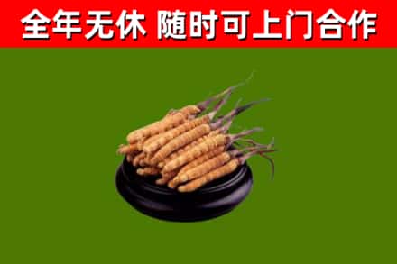 定西回收散虫草